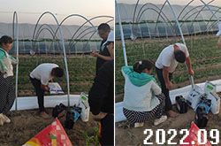 農戶咨詢了解大量元素沖施肥 農戶咨詢了解大量元素沖施肥